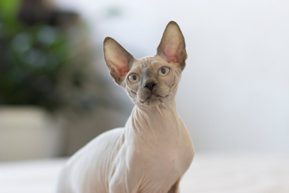 Por não ter pelos, a pele do  Sphynx fica totalmente aparente