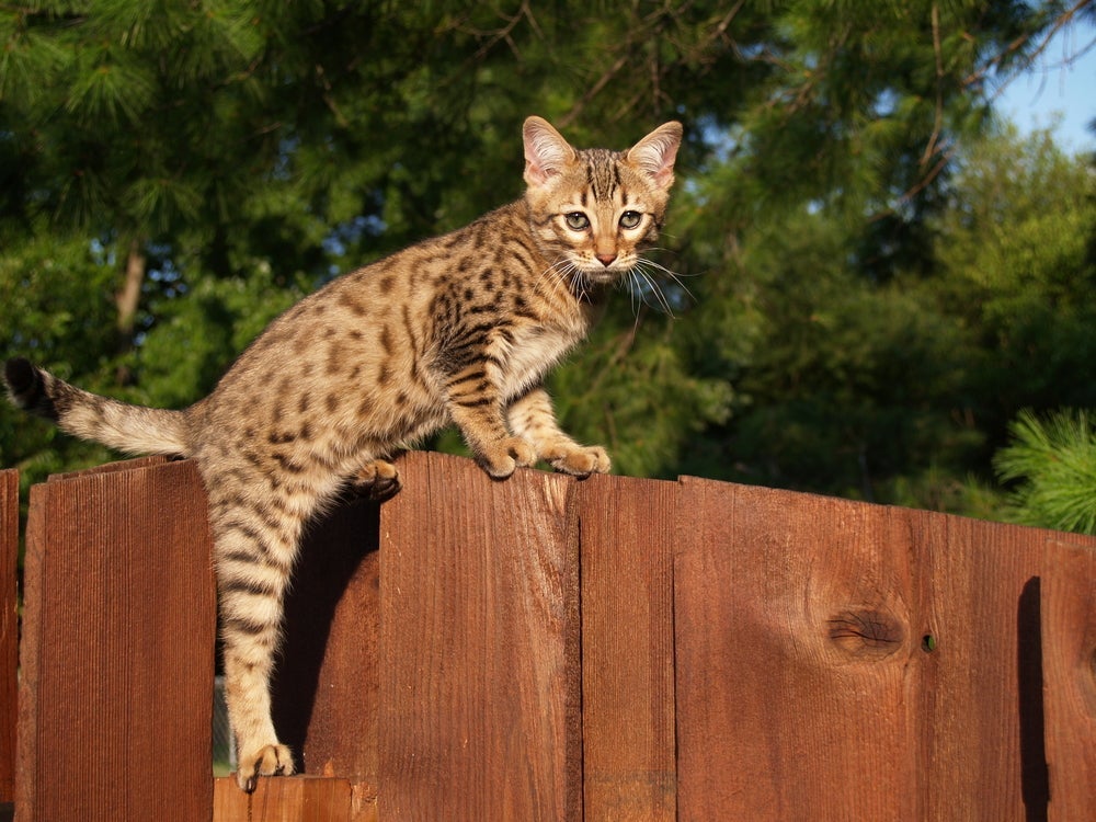O gato Savannah é conhecido pelo seu tamanho e pelagem exótica