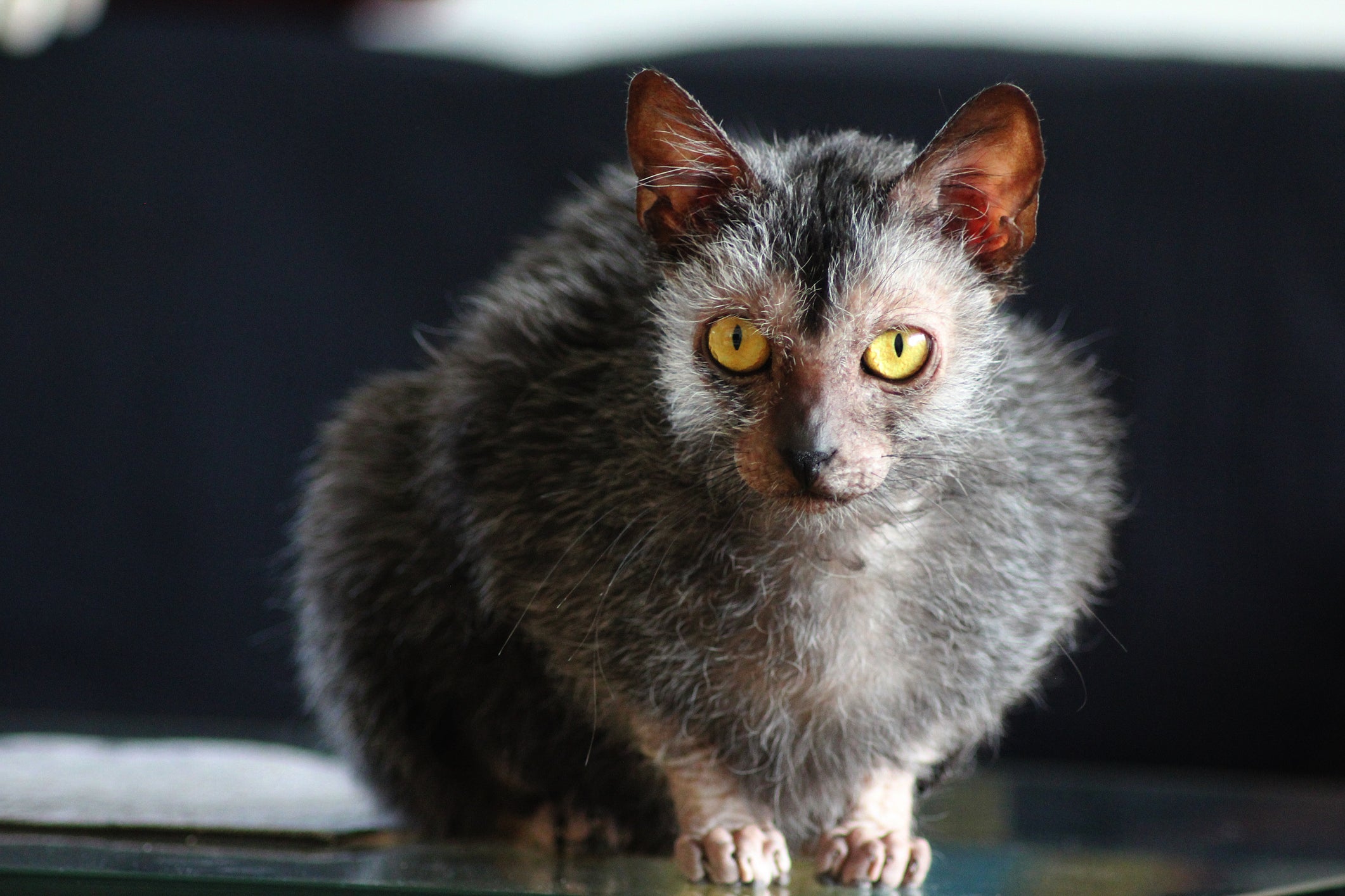 As falhas no pelo do Lykoi chamam a atenção 