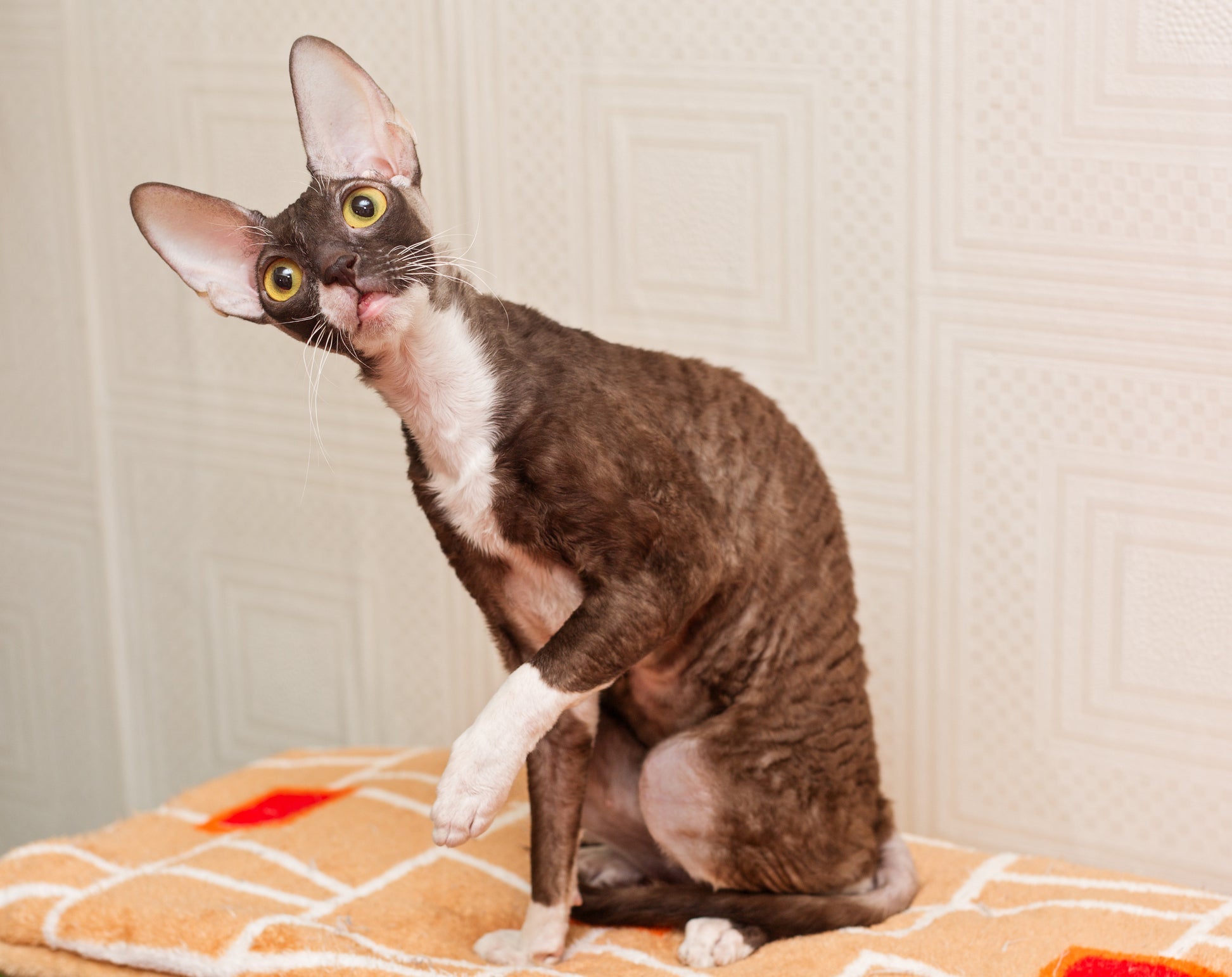 As grandes orelhas do Cornish Rex chamam a atenção