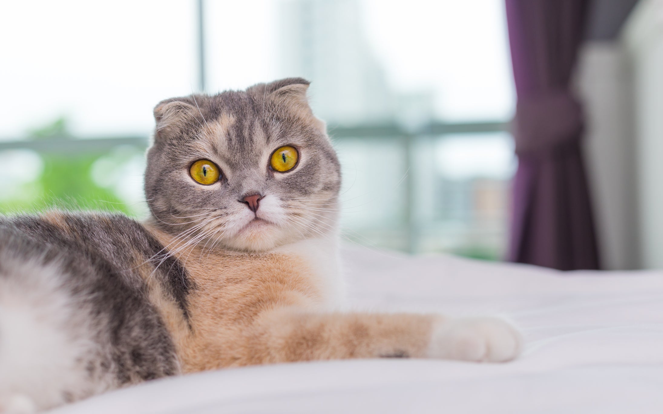 Os olhos arregalados do Scottish Fold lembram uma coruja