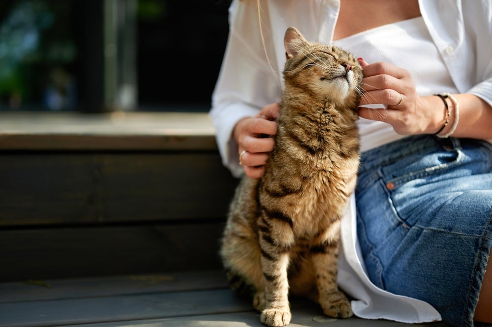 Gato feliz: carinho nos locais certos, gatificação da casa e respeito aos sentidos felinos ajudam a trazer felicidade ao pet
