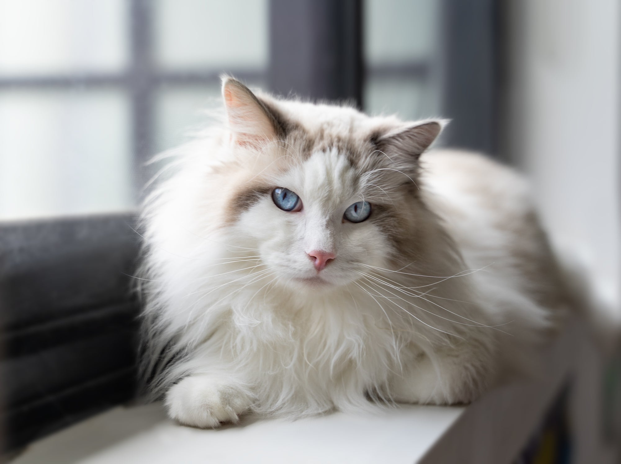 Nomes para gatos preto e branco normalmente têm referências do cotidiano