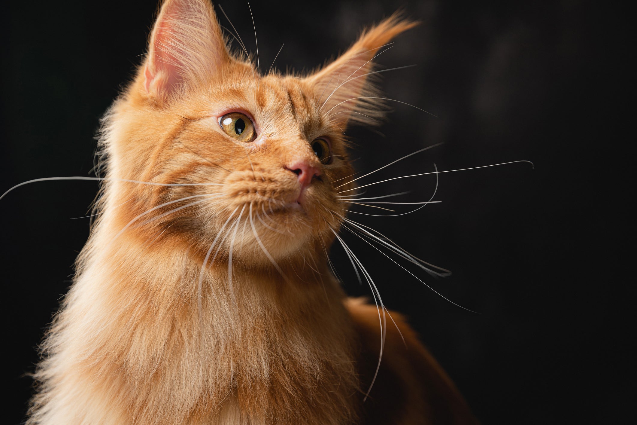 Gato gigante: Maine Coon é o maior de todos os gatos, podendo medir até 1 metro e meio!