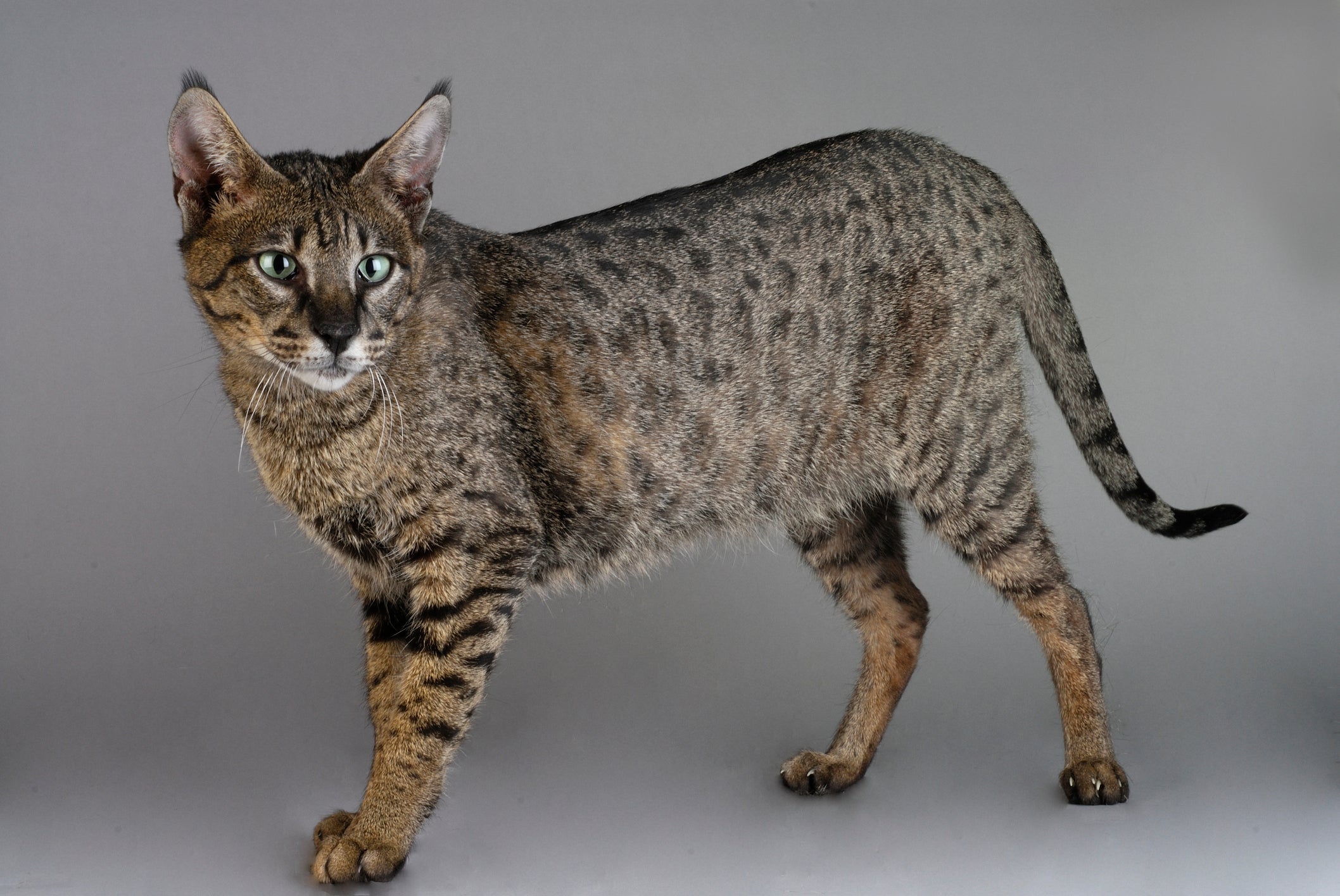 Gato gigante: a raça Savannah tem como característica principal as patas longas.