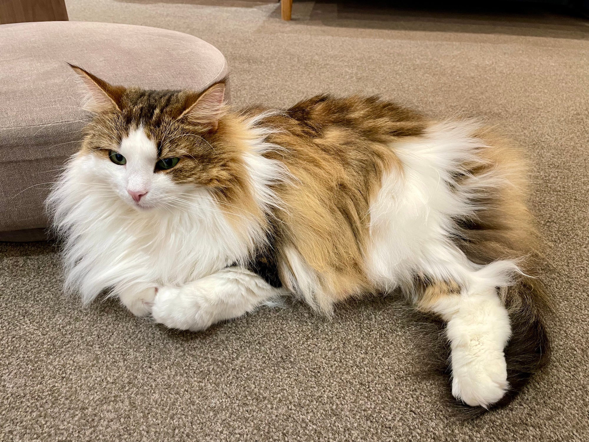 Gato gigante: não se engane pela aparência do Norueguês da Floresta. Ele é um gato carinhoso que adora estar perto de seus donos!