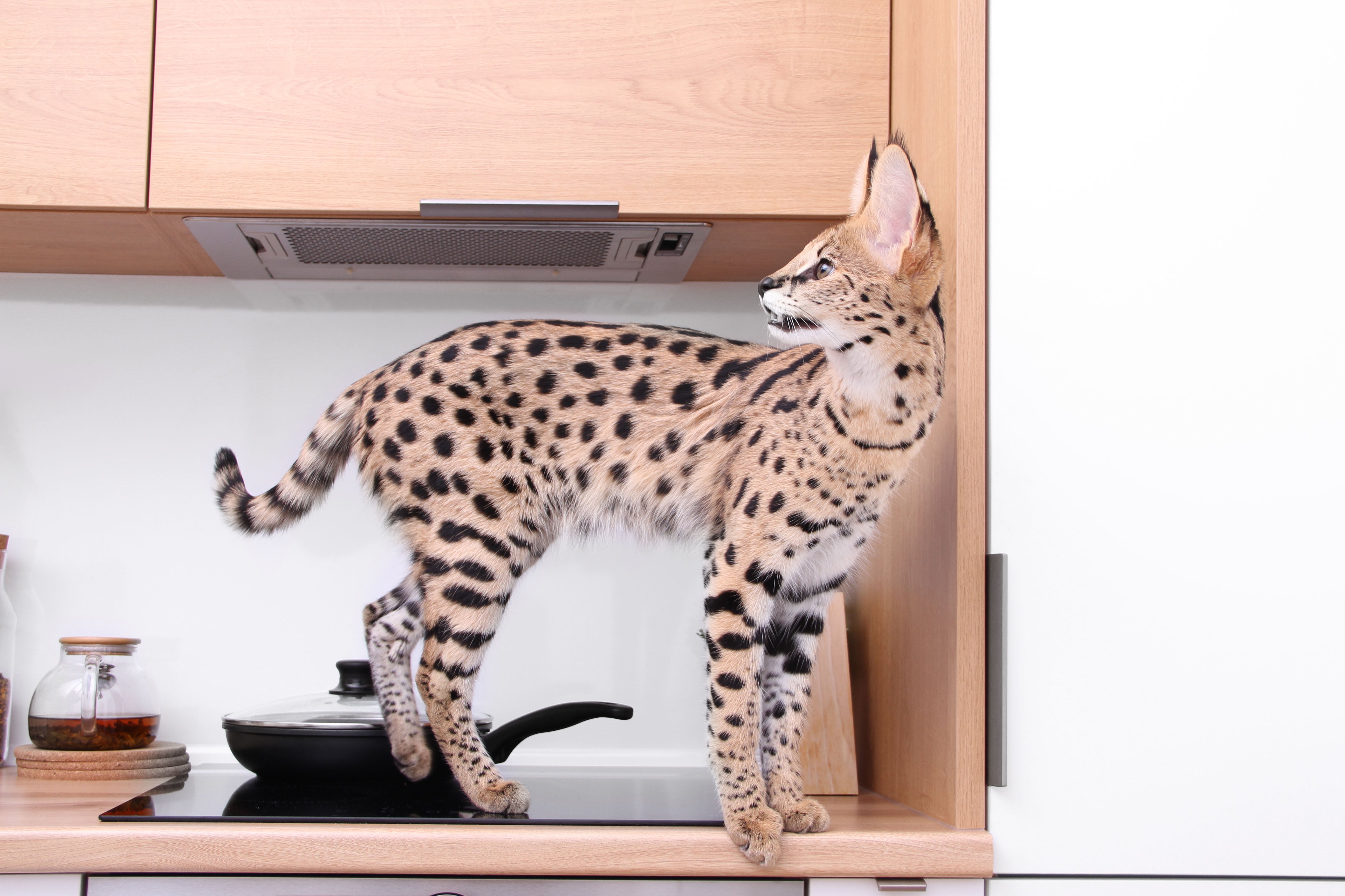 O Ashera é um gato gigante criado em laboratório, por isso é tão raro e com um preço um pouco salgado!