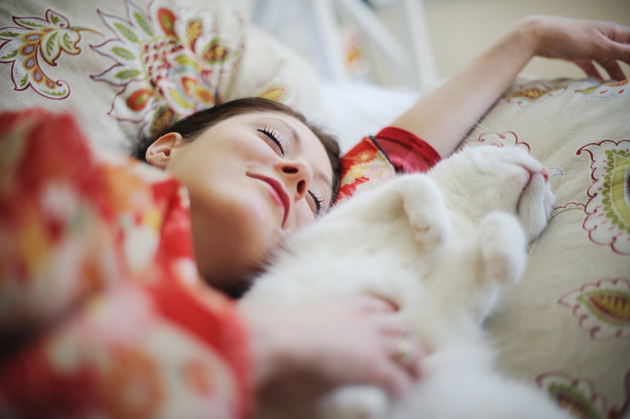 O gato pode dormir com o dono ou sozinho em uma cama própria para gatos