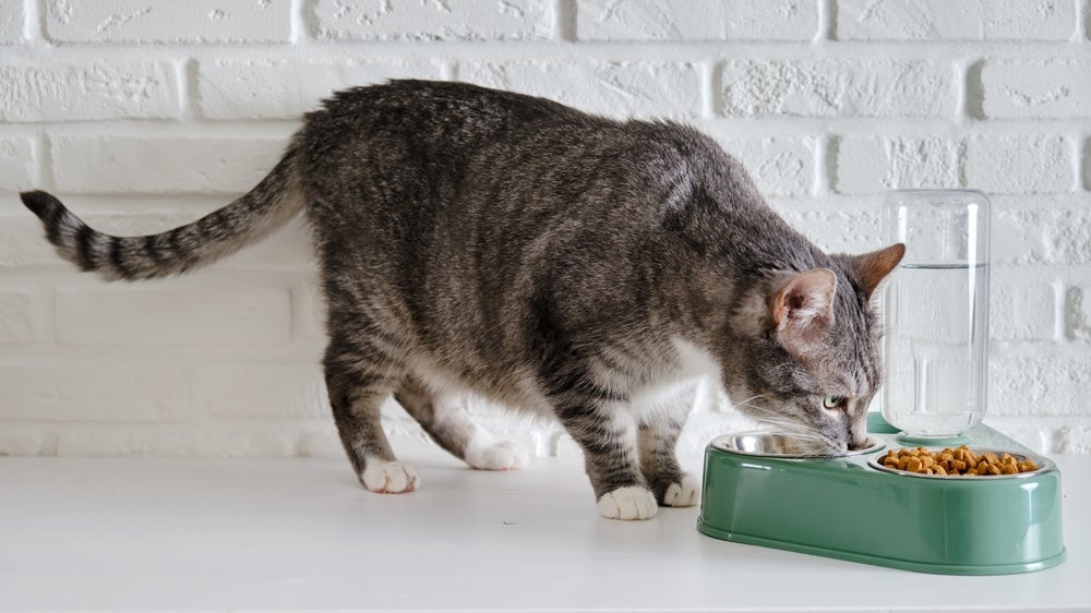 Para ter um gato idoso saudável, incentive a alimentação com ração de qualidade.