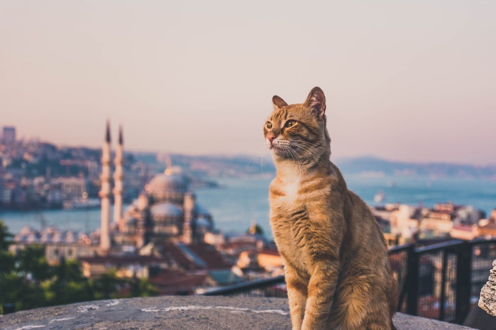 Em Istambul, os gatos dominam