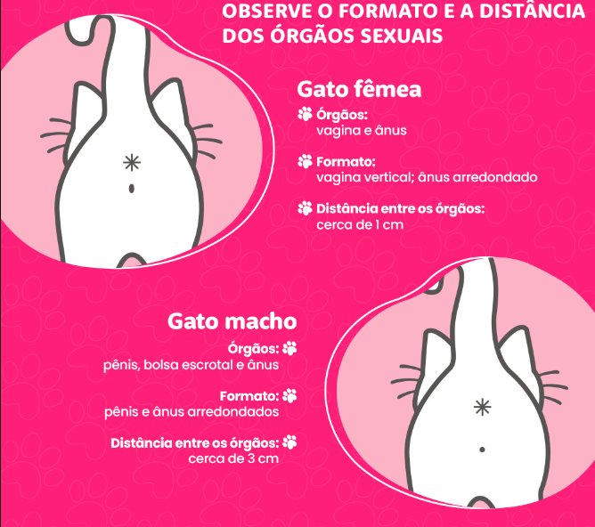 Aprenda a diferenciar os gatos machos e fêmeas