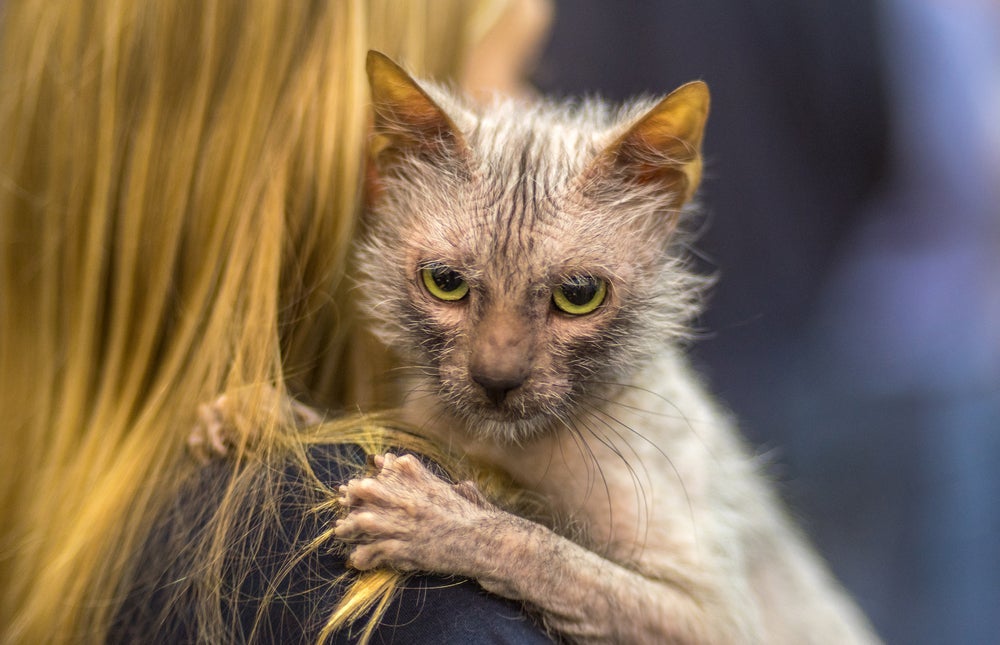 O Lykoi é uma raça de gato que parece lobo
