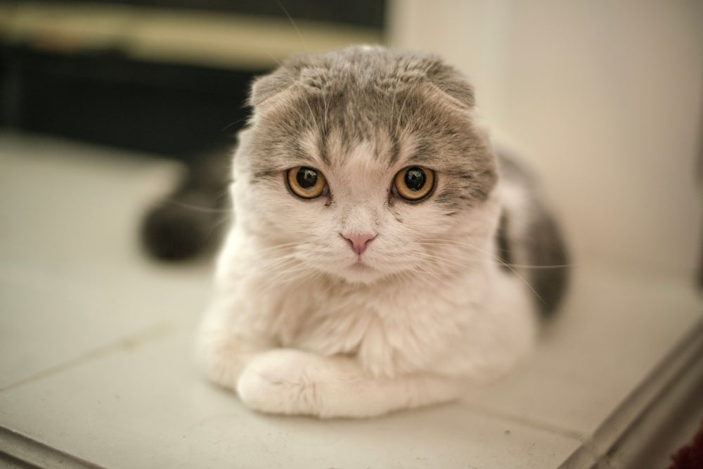 O Scottish Fold possui as orelhas inclinadas para frente 