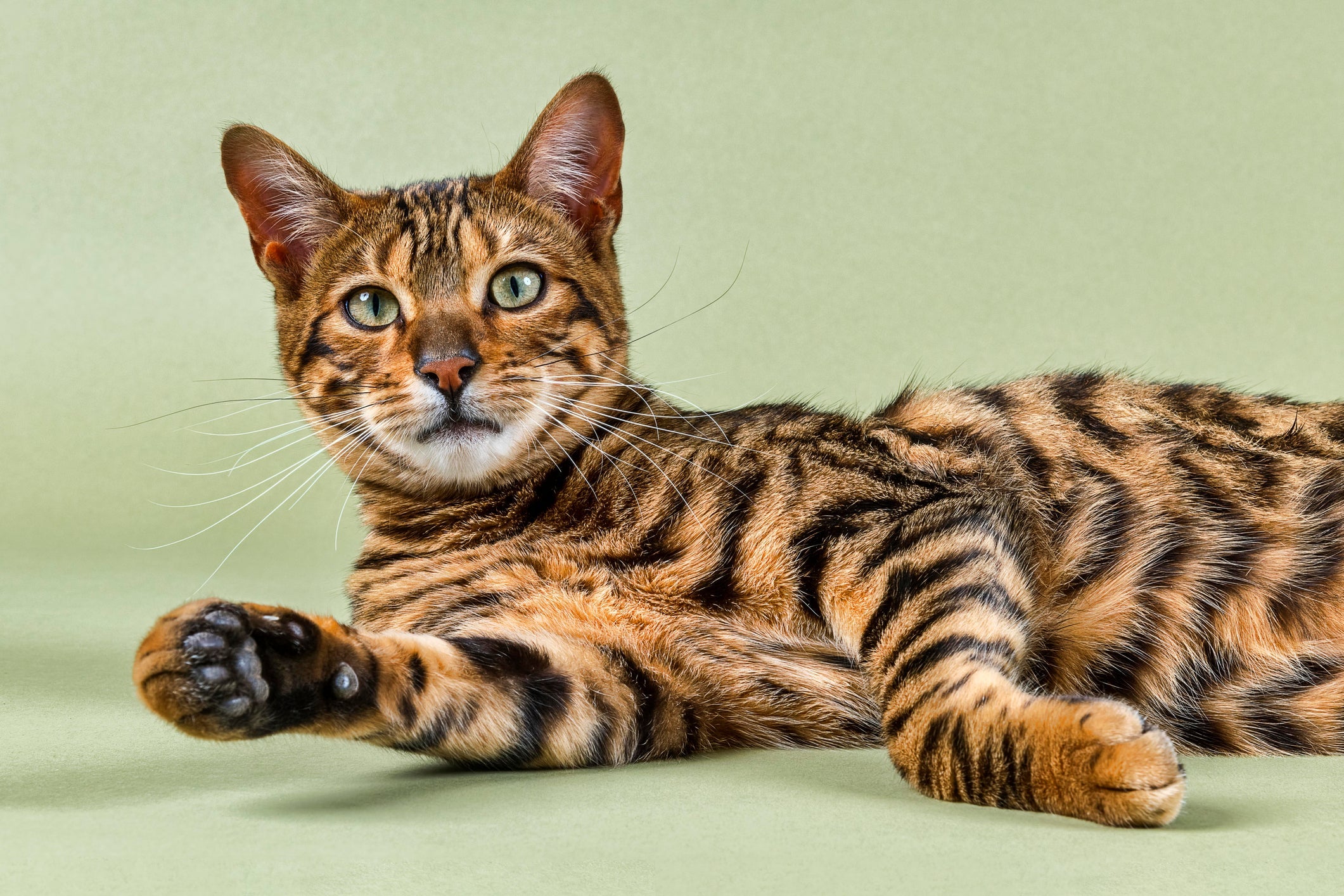 Como o próprio nome já diz, o Toyger parece um tigre 
