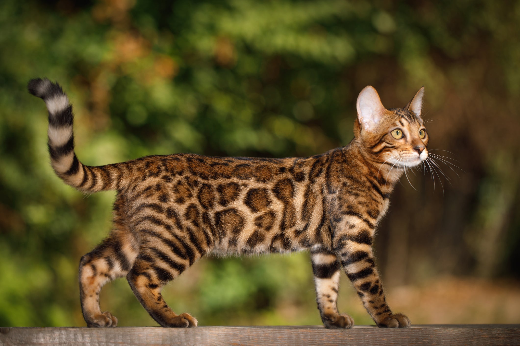 O gato Bengal é semelhante a um leopardo