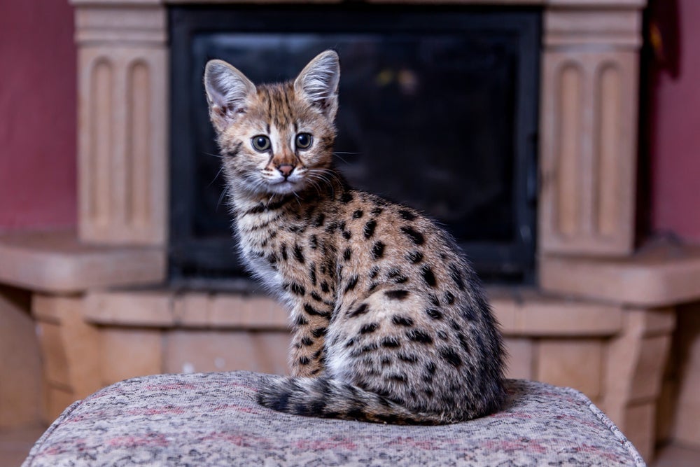 O gato Savannah da geração F1  é muito semelhante ao Serval 