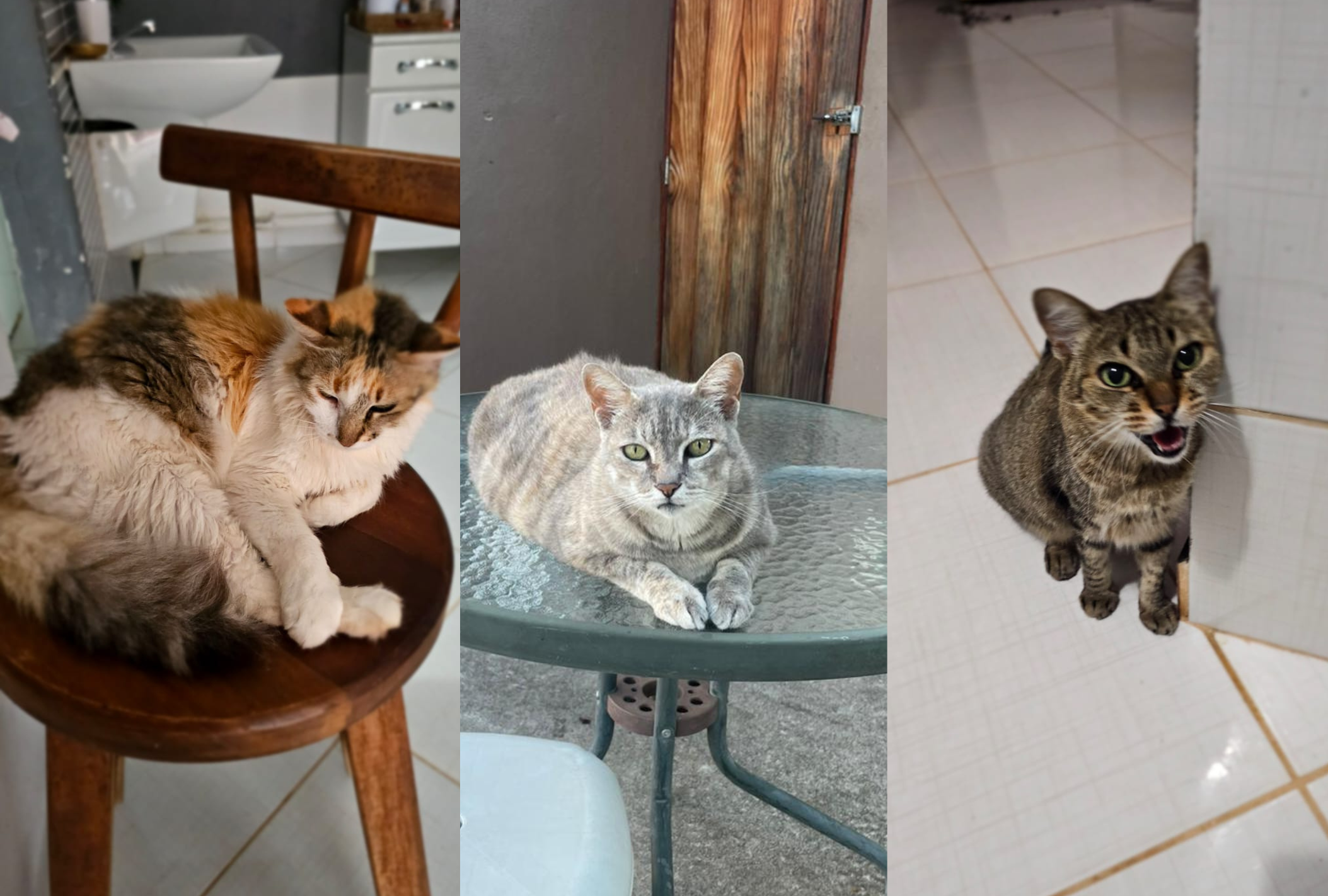 Maysa Vieira é tutora de 9 gatos e 1 cachorro, e aprovou o aspirador robô para remover pelo 