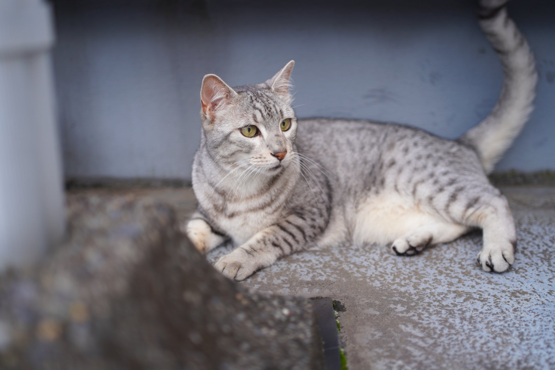 Os gatos começaram a ser domesticados no Egito há cerca de 5.000 anos