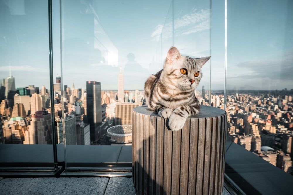 Nova York é uma cidade que ama gatos
