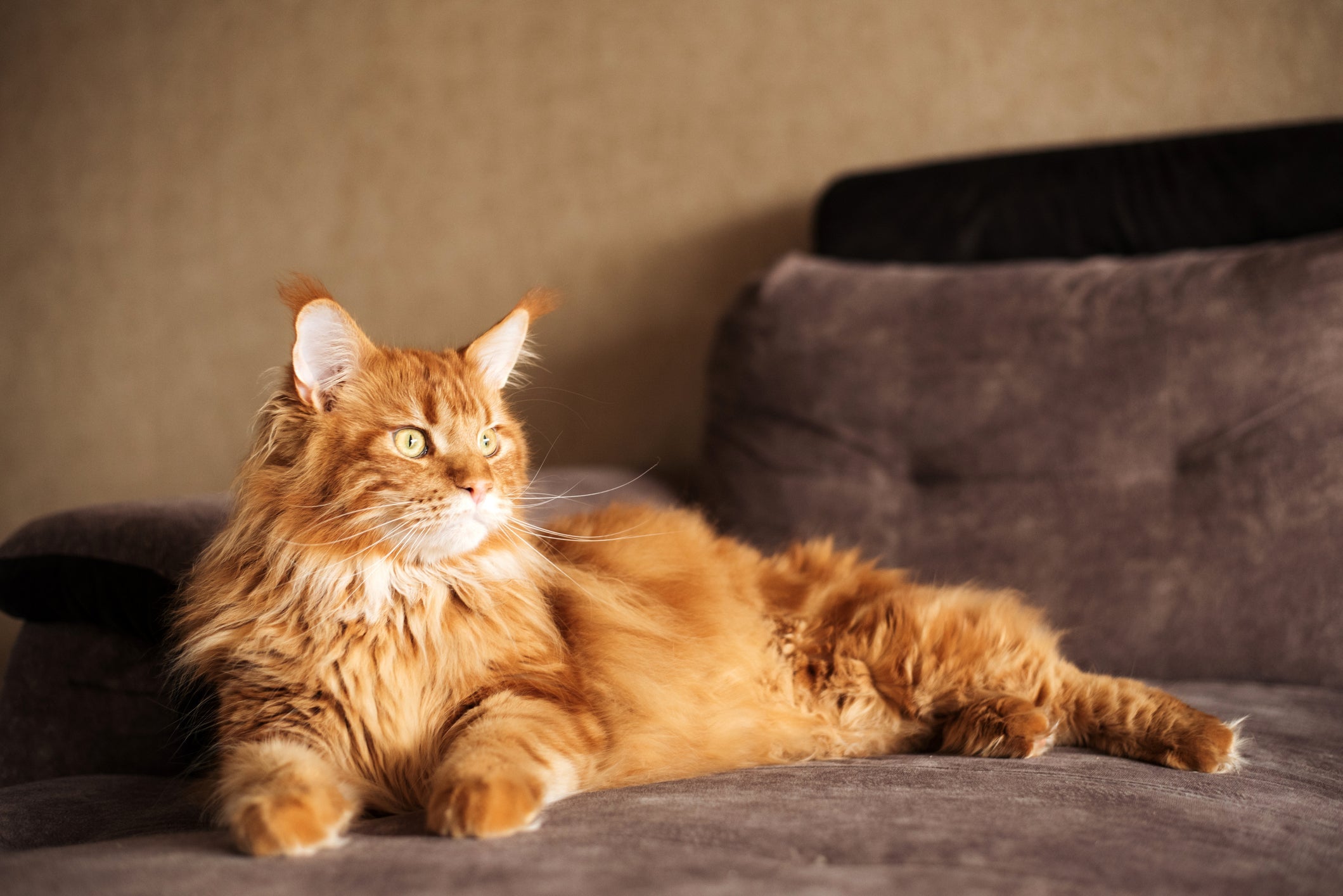 Maine Coon é uma das raças mais lembradas quando falamos de gatos peludos