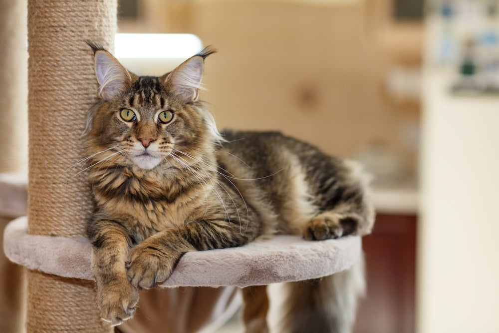 O Maine Coon é um gato grande e peludo conhecido por seu temperamento divertido