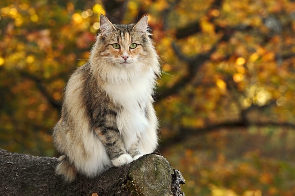 O Norueguês da Floresta é uma raça de gato peludo com fios bem densos