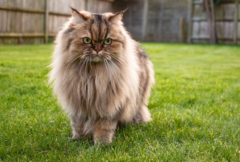 O Persa é o gato peludo ideal para quem quer um pet tranquilo