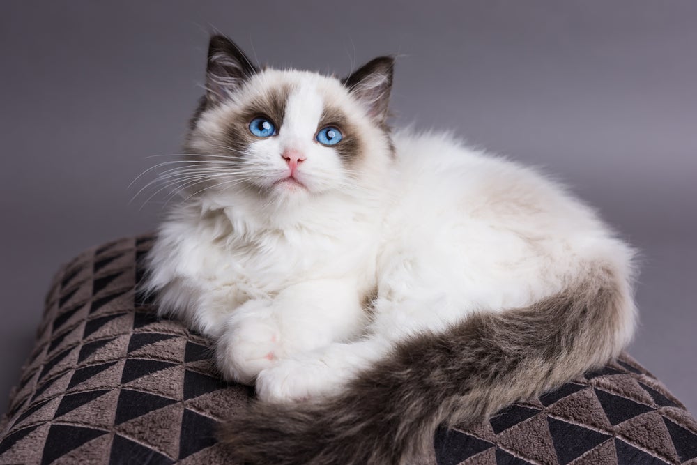 O Ragdoll é um gato com muito pelo mas que não requer tantos cuidados especiais