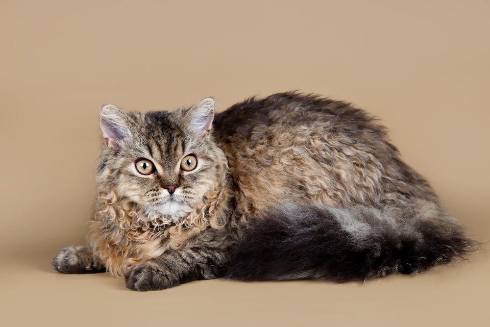 O Selkirk Rex é um gato peludo com pelos encaracolados por todo o corpo