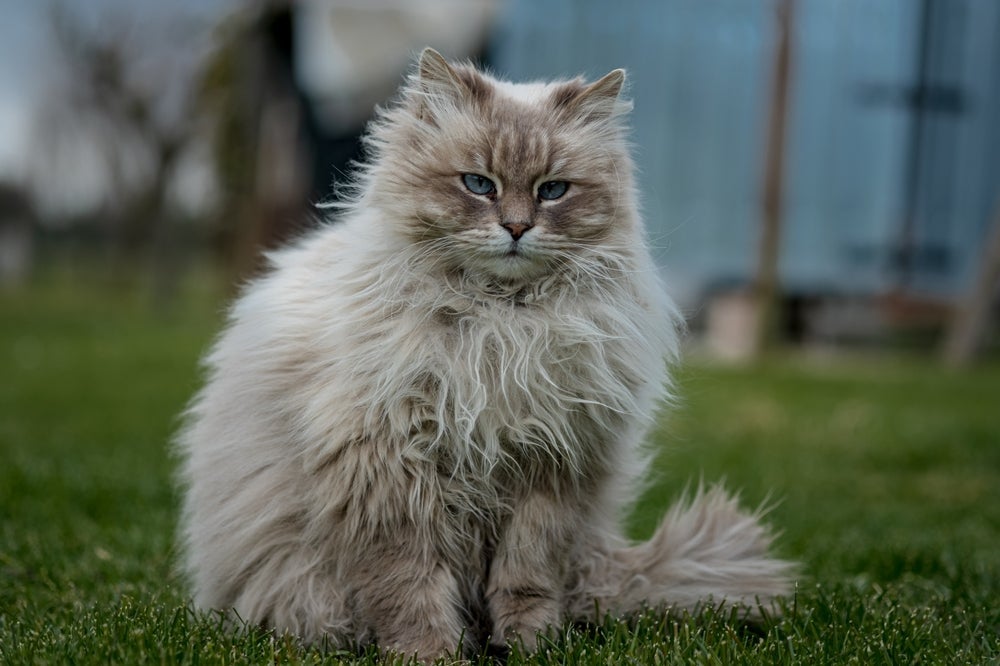 O Siberiano é um dos gatos peludos mais fofinhos que existem
