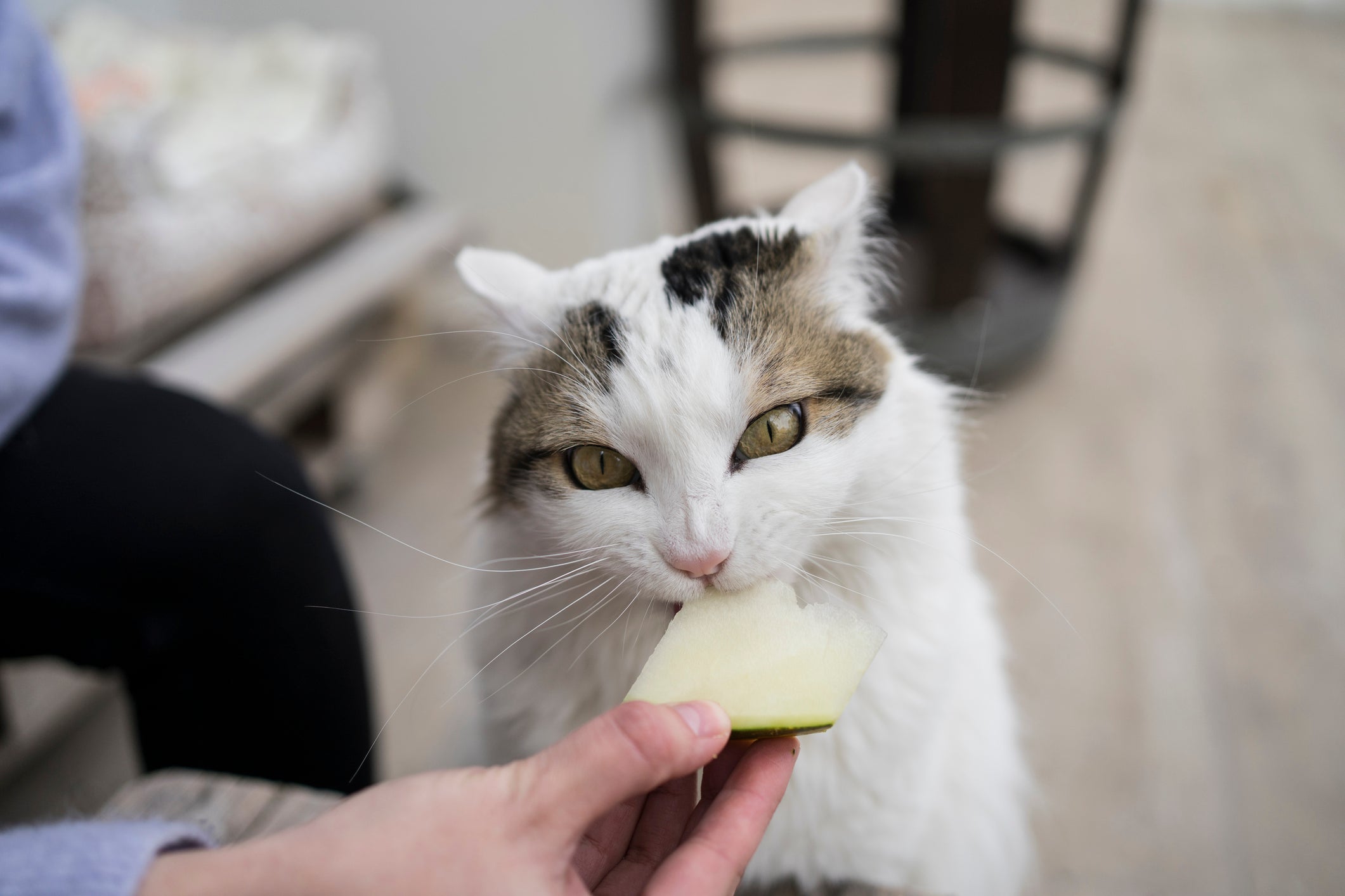 Além do morango, os gatos podem comer outras frutas, como melancia, melão e maçã