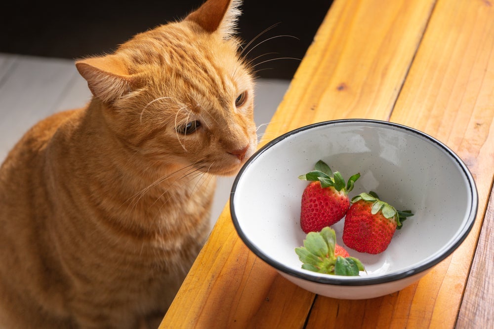 Gatos podem comer frutas como o morango, que ajuda a fortalecer o sistema imunológico do animal