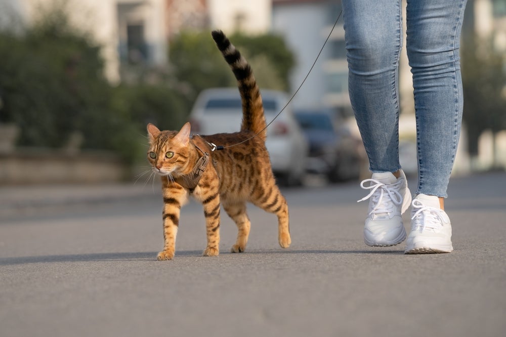 Ao passear com o gato na rua, é preciso usar peitoral e coleira própria para a espécie