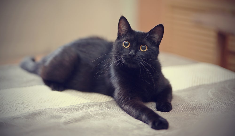 Gatos pretos são carinhosos e só trazem alegria e harmonia!