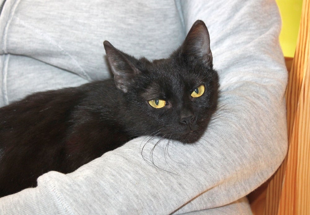 Apesar das superstições, gato preto costuma ser bastante dócil e amoroso.