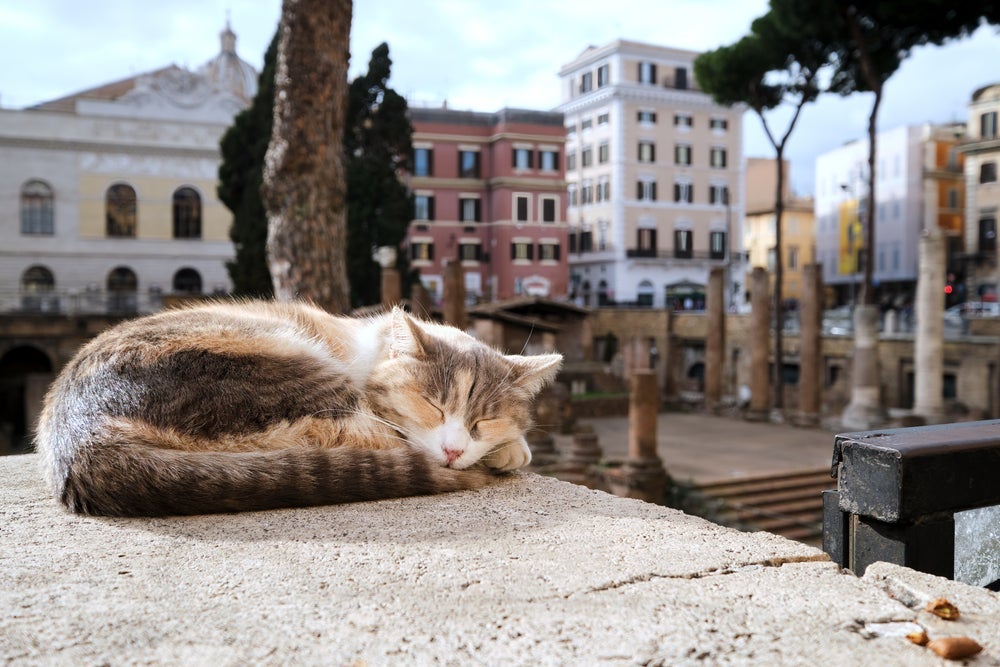 Na Itália, tem um lugar onde os gatos são aclamados