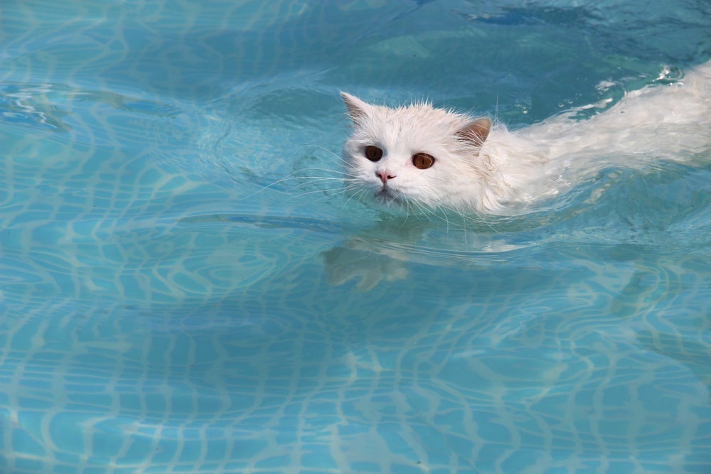 Existe gato que sabe nadar, mas os bichanos nunca devem ficar sozinhos na piscina