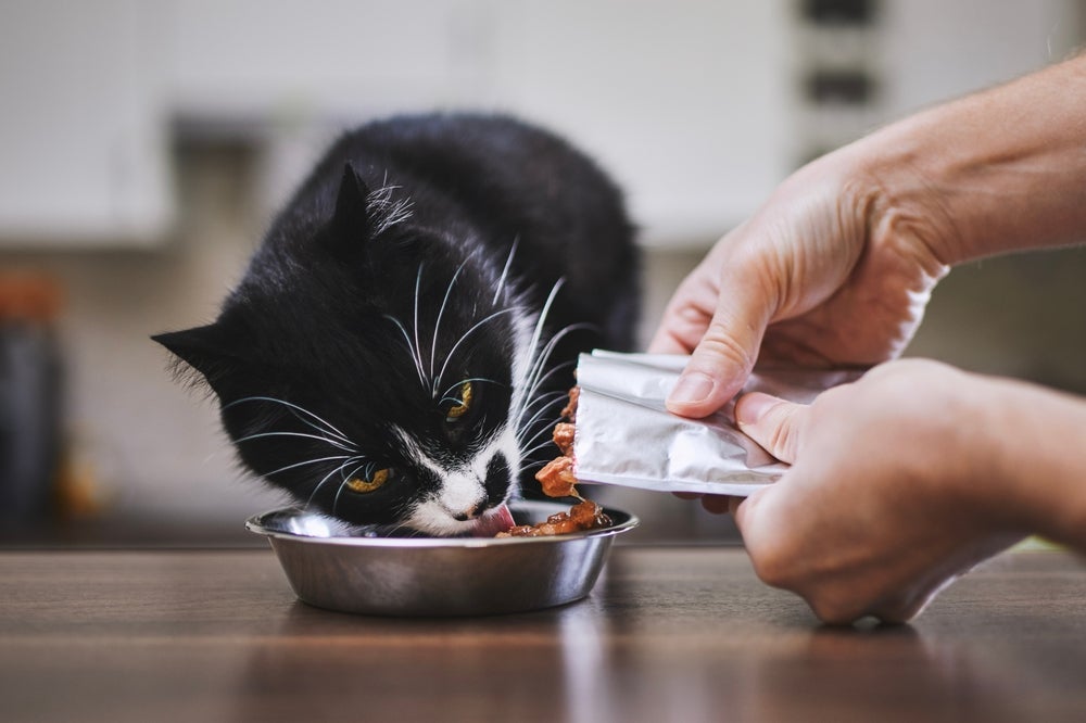 Gatos são carnívoros e os sachês se parecem muito com a alimentação natural da espécie