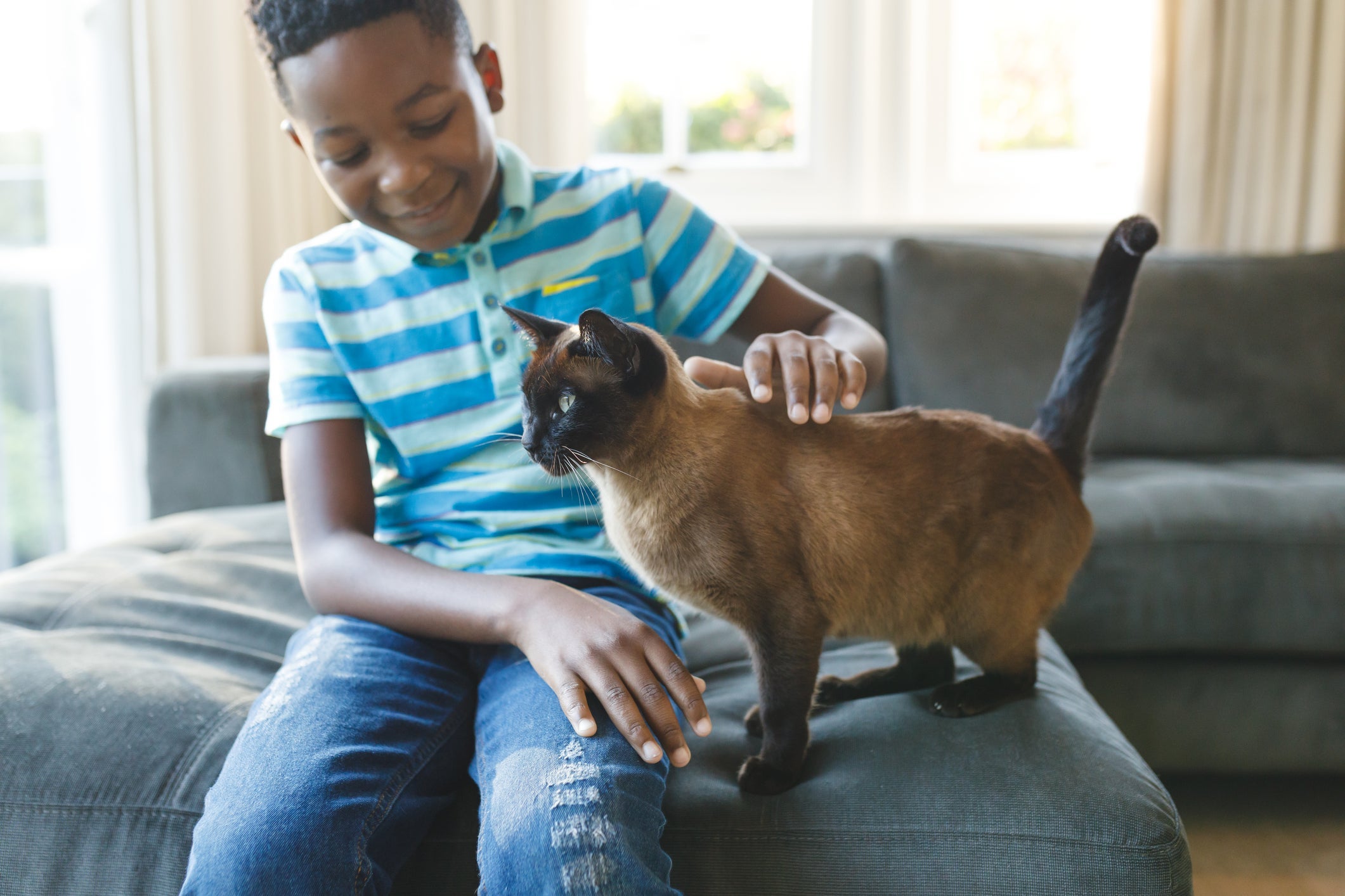 O Siamês e o Persa são gatos conhecidos por serem mais carentes e apegados à família