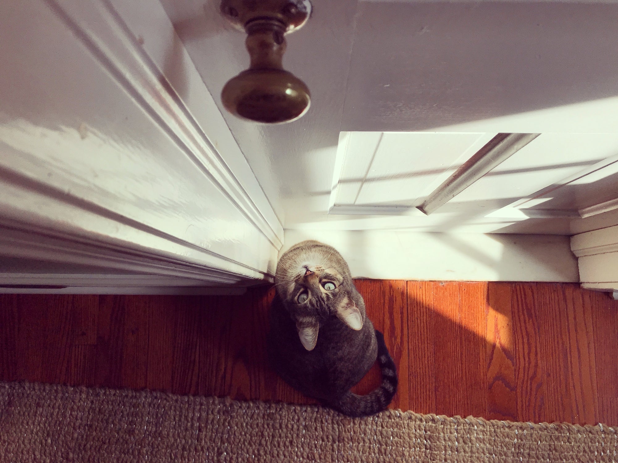 Uma das provas que os gatos sentem saudades é que eles normalmente ficam esperando o tutor chegar logo em casa