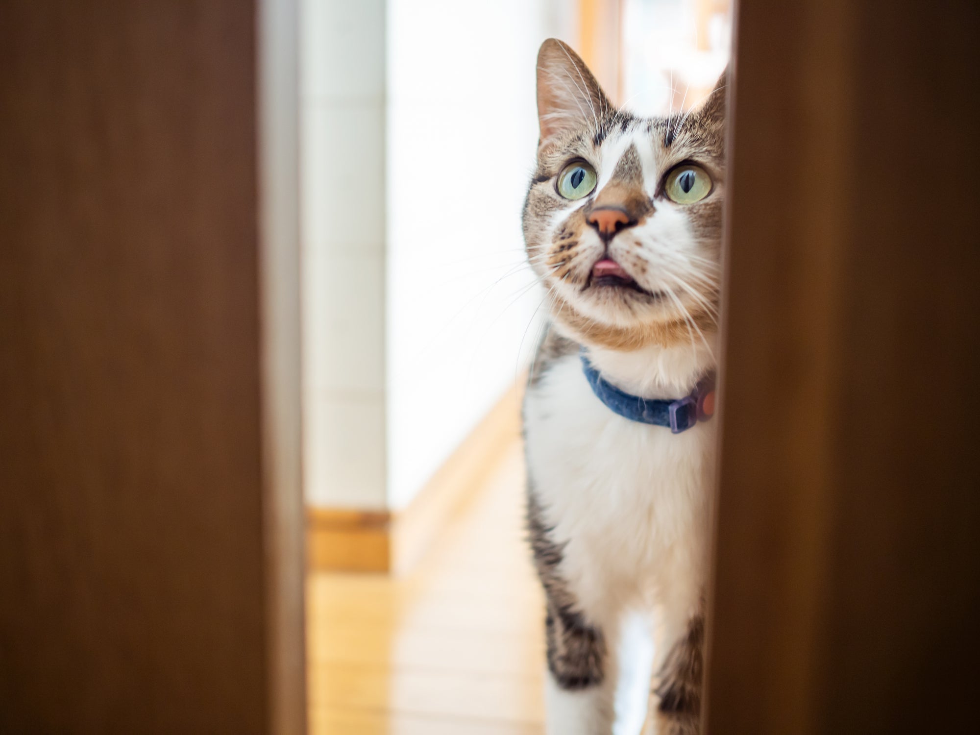 O gato sente falta do dono? Entenda como os bichanos se sentem longe dos tutores