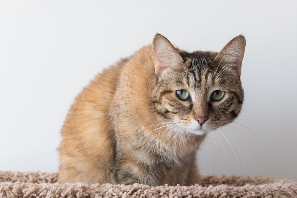 Quando os gatos sentem saudades do dono, podem ficar ficar mais carentes, estressados e até mesmo sem comer
