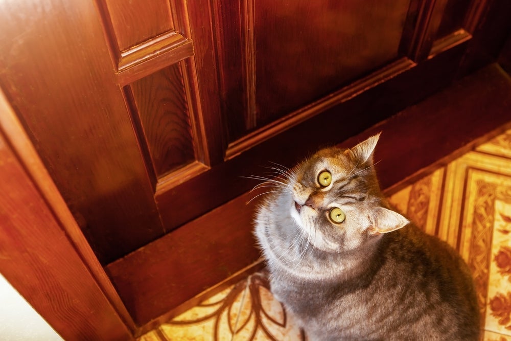 O gato sente falta do dono e pode ficar esperando-o na porta de casa