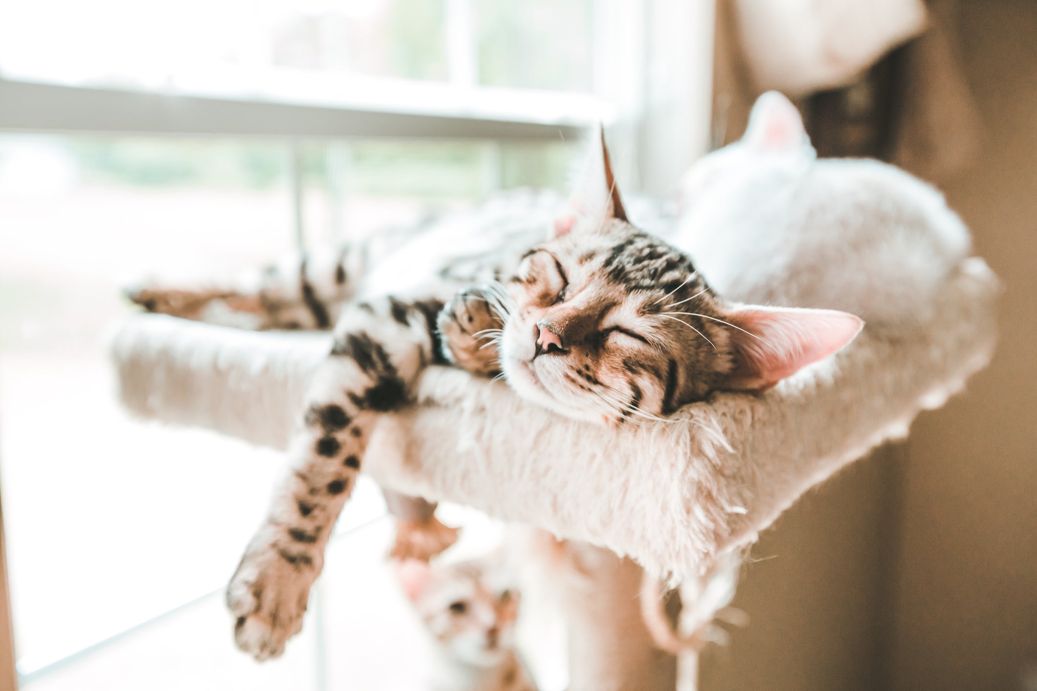 Os gatos sonham com situações do dia a dia, mas podem ter pesadelos também