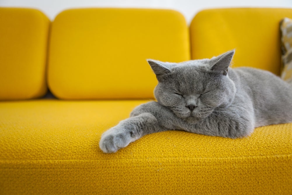 Os gatos sonham, provavelmente, com atividades do seu dia a dia.