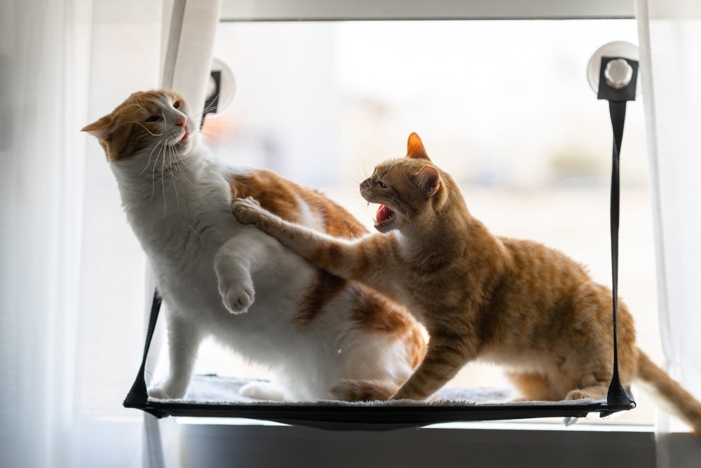 Gatos territorialistas podem ser mais agressivos com outros pets e fazer xixi ou cocô no lugar errado