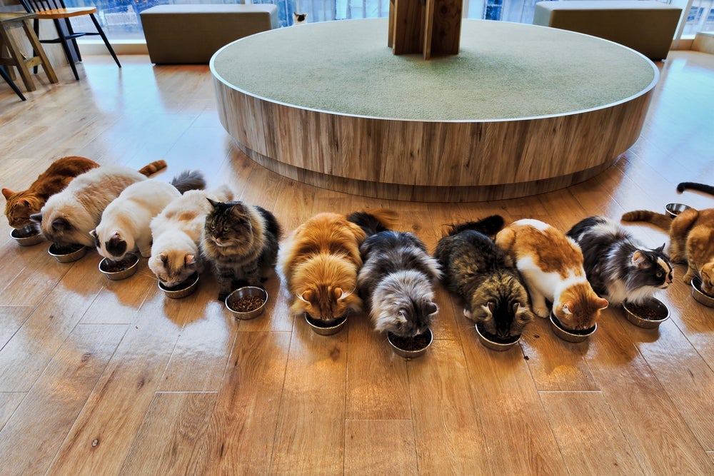 Os cat cafés fazem sucesso em Tóquio