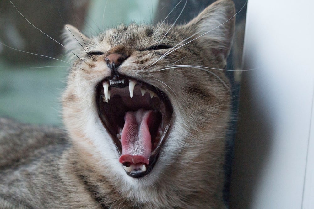 O momento em que os gatos trocam de dente pode trazer desconforto ao animal