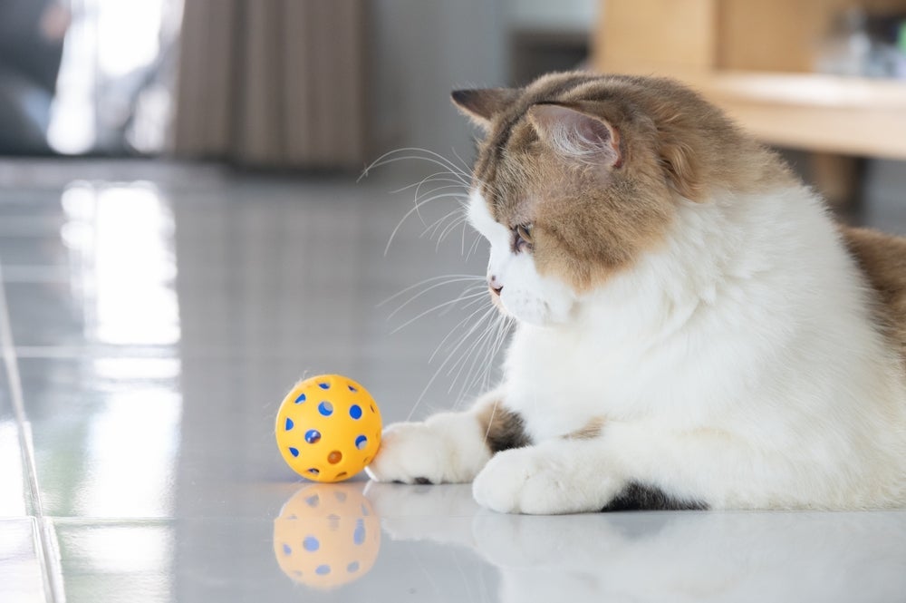 Alguns gatos podem não se sentir estimulados a buscar uma bolinha