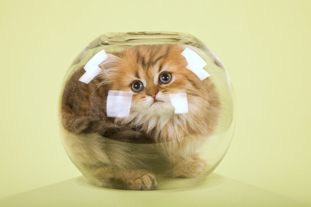 Gatos conseguem entrar em qualquer lugar, praticamente